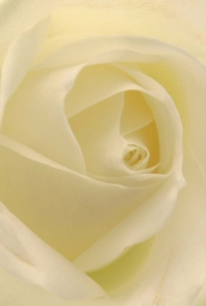 Seen close from the lens of a Richmond florist, this classic white rose captivates with its luxurious softness and harmonious layering. Shades of ivory, cream, and delicate white melt seamlessly, each petal illuminated as if aglow with soft morning light filtering through Richmond Park's ancient trees. The arrangement embodies sophistication-a tranquil composition, inviting contemplation and serenity for the giver and recipient alike. The spiral core at the heart of the bloom is flawless, speaking of purity, gentle strength, and quiet endurance. Subtle gradations of colour and shadow play across the petals, evoking the interplay of sunshine and shade in Richmond's leafy avenues. The air seems to carry a clean, soothing scent, delicate yet enduring-much like the gentle embrace of a fond memory or a new beginning. Perfect as a centrepiece for a refined gathering, a romantic gesture, or a sincere apology, this rose channels heartfelt emotion through its near-perfect symmetry and natural beauty. The artistry shines through in every detail, reflecting the commitment to excellence that defines Richmond's florists, ensuring each delivery is imbued with both care and meaning-ready to mark life's most cherished milestones.